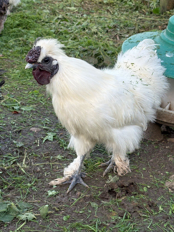 Silkie Cockerel