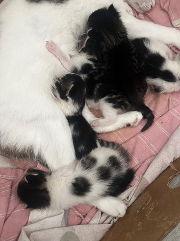 3 kittens left 1 boy 2 girls