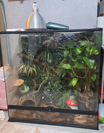 4 Whites Tree Frogs & Set Up