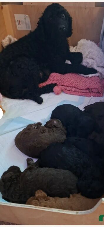 **READY NOW**Stunning 5th generation pedigree miniature poodles