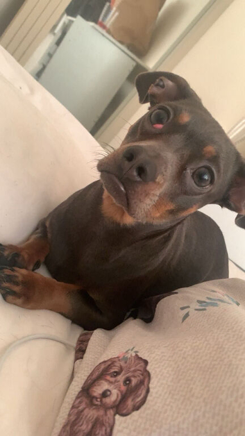 Female dachshund frenchie mix