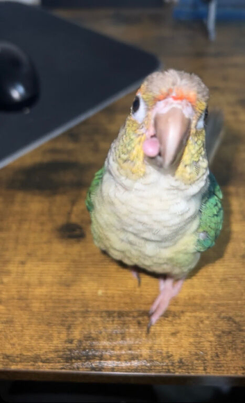 Baby hand reared green cheek conure