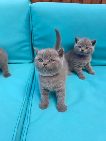 Beautiful British shorthair kittens