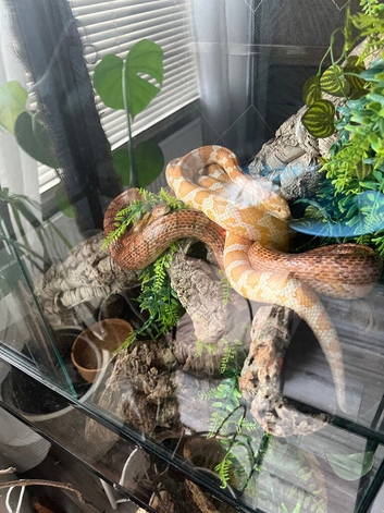 2  corn snake with enclosure
