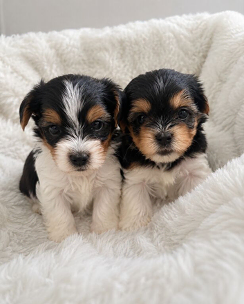 Beautiful Biewer Terriers 1 Girl and 1 Boy