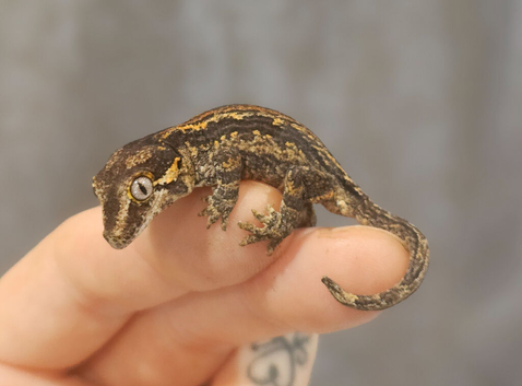 Hatchling gargoyle gecko