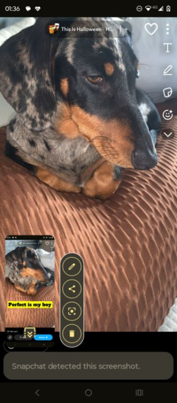 Dashound proven stud for sale