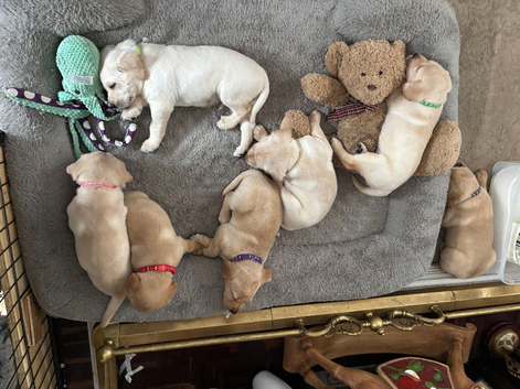 For sale fox red and golden Labrador puppies