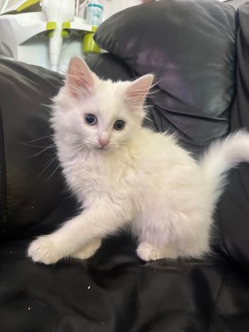 Beautiful kitten with two different eyes