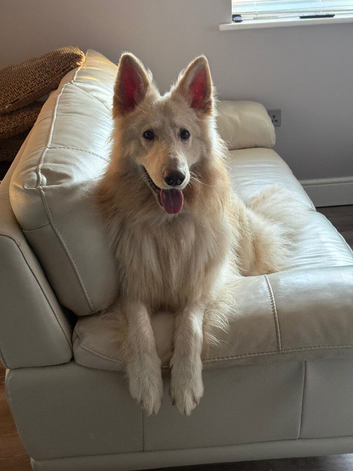 16 month Swiss sheperd