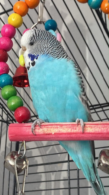 2 female budgies for sale