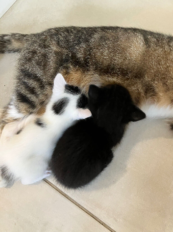 Kittens