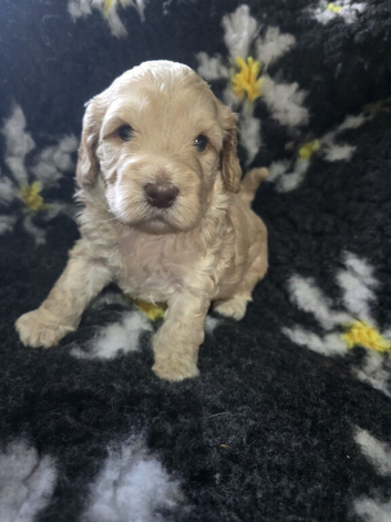 Beautiful f1 cockapoo puppies