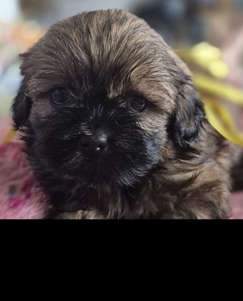 3 beautiful pure shih tzus