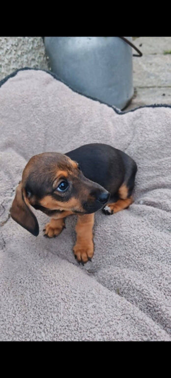 Dachshund Whippet X