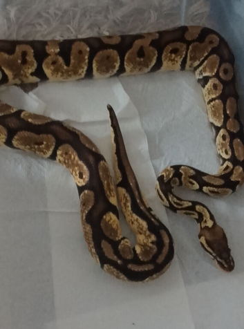 Royal Python for sale