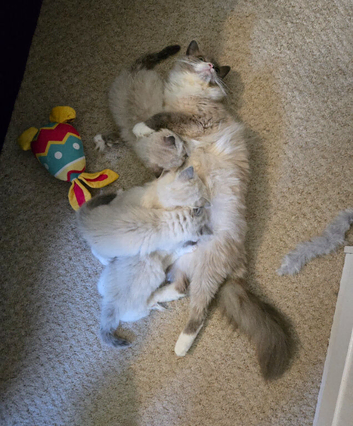 Gorgeous chunky ragdoll kittens