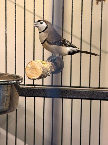Hen owl finch