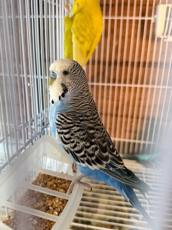 budgies