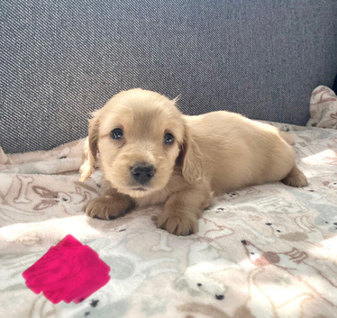 Cream Minature Dachshunds