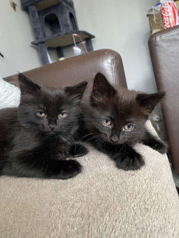 Black fluffy kittens
