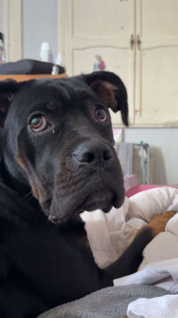 Maverick- male rotty cross