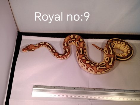 ROYAL PYTHON JUVENILES