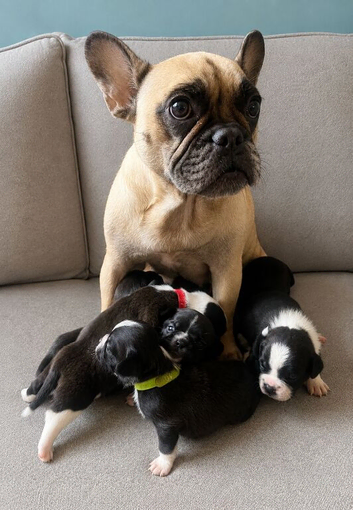 French bulldog x chug boy