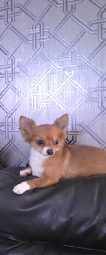 Chihuahua