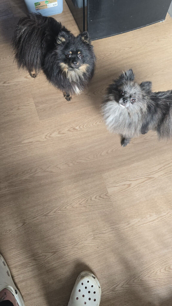 Male and female pomeranian