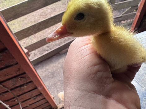 14 pekin/cherry valley day old ducklings.