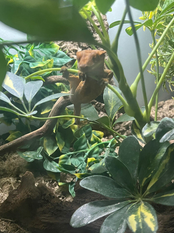 Lovely harlequin red and gold female crested gecko 2 years old
