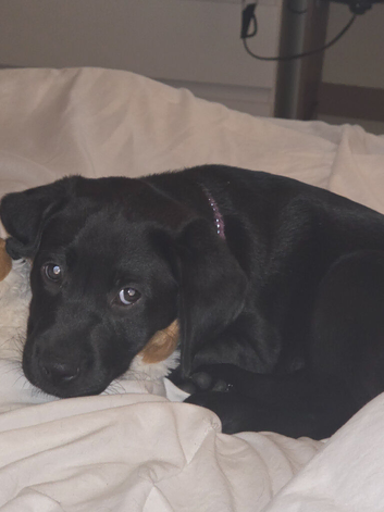 9 week old female puppy
