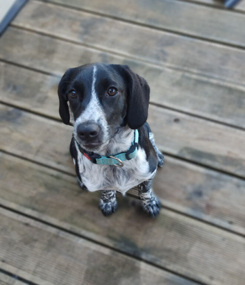 Misty - 6 month old Female Sprollie