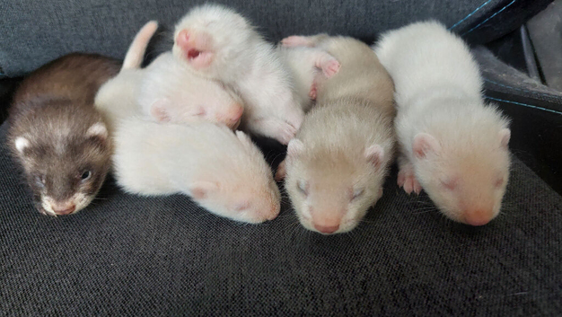 Part Angora ferret kits