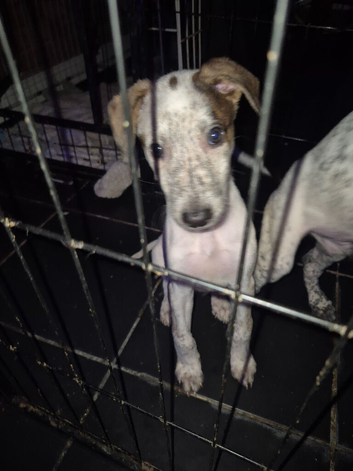 1 girl and 1 boy lurcher puppies