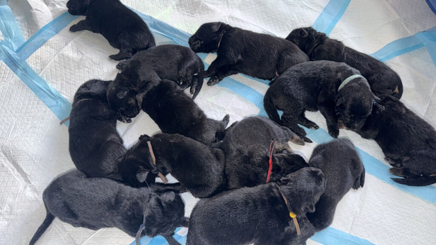 KC German shepherd puppies