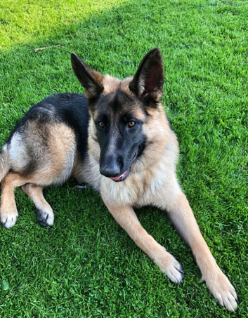 Beautiful German Shepherd female