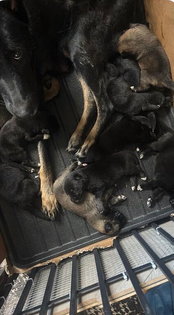 German Shepard puppies