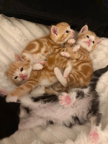 5 kittens for sale