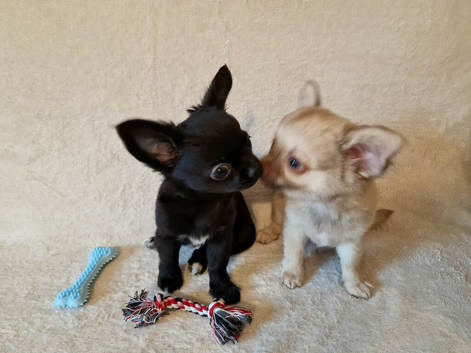 ONLY 2 LEFT - Stunning Chihuahua Puppies READY NOW