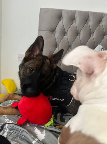 Working bloodline German shepered