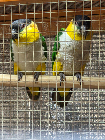 Pallid caiques