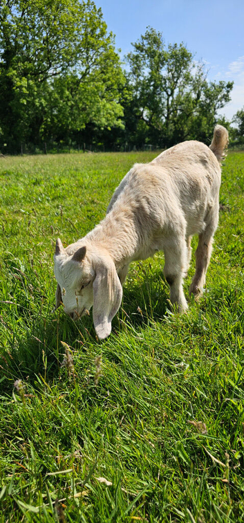 Intact Male Boer kids for sale