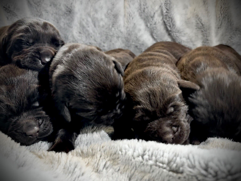 Chocolate Labrador Puppies
