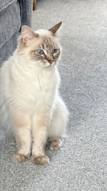 Blue linx ragdoll mixed breed.