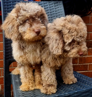 Gorgeous Cavapoo Puppies Looking for Forever Homes