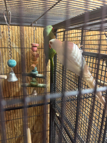 White Ringneck Parrot