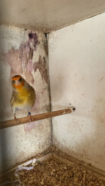 Mule Canary