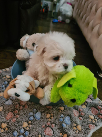 EXQUISITE FIVE-STAR TOY MINIATURE KOREAN MALTESE MALE PUPPY